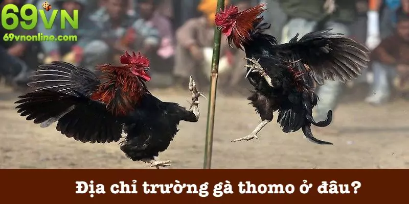 Địa chủ trường gà thomo chuẩn xác