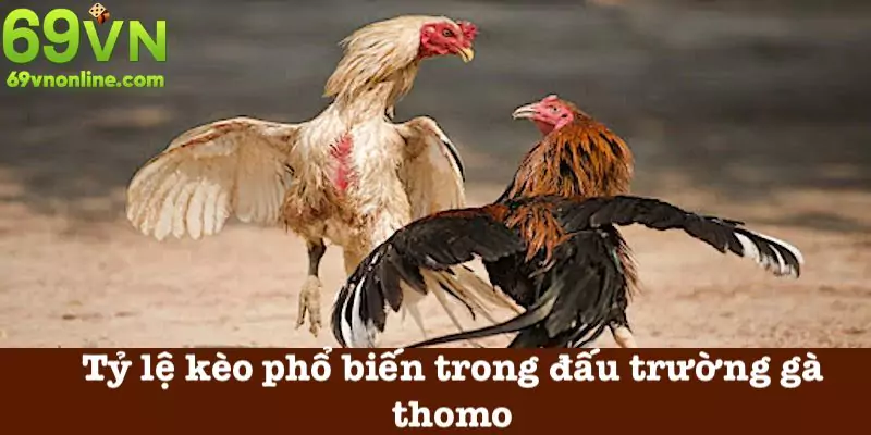 Tỷ lệ kèo trong đấu trường gà thomo